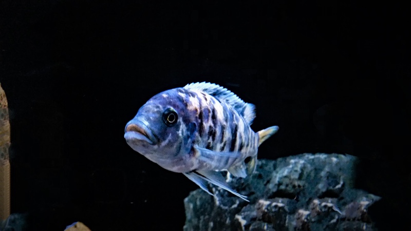 Maylandia zebra 'Likoma Island'